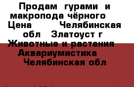 Продам  гурами  и макропода чёрного . › Цена ­ 50 - Челябинская обл., Златоуст г. Животные и растения » Аквариумистика   . Челябинская обл.